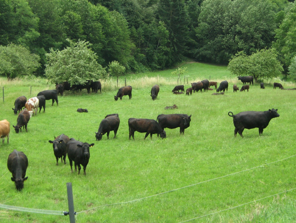 Angus Rinder auf der Weide