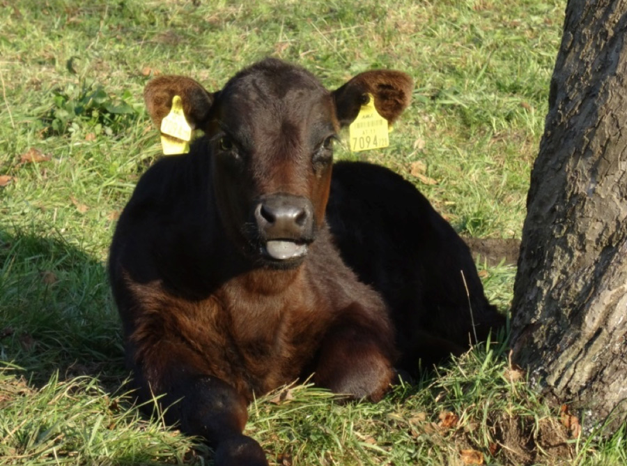 Angus Rinder auf der Weide